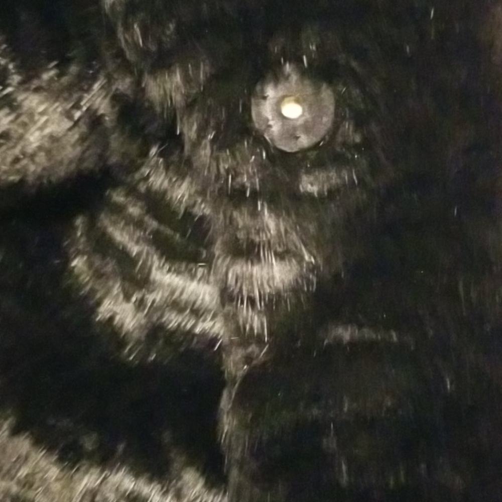 Kate Spade  coat - Picture 4 of 14